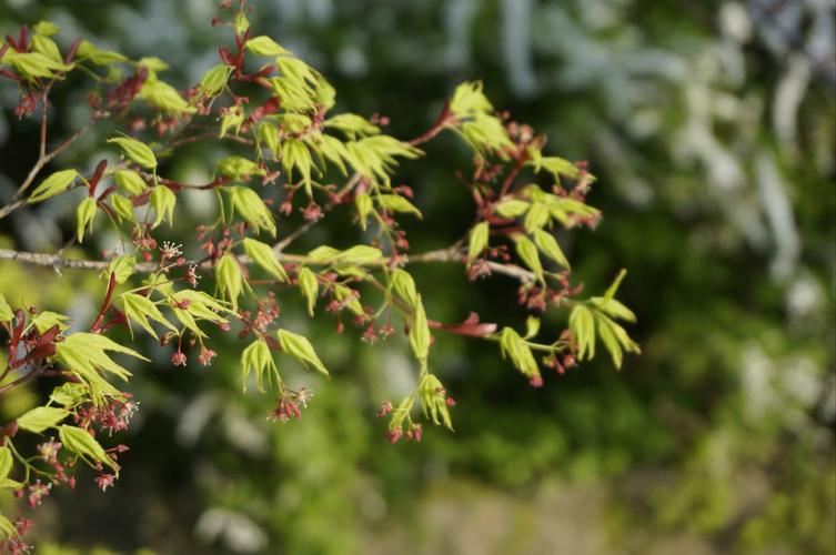 长出新叶的樱花树 哲学之路