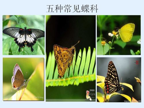 常见的蝶科有 凤蝶科,粉蝶科,蛱蝶科,灰蝶科,绢蝶科