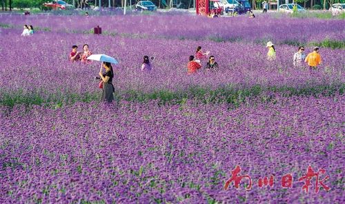 南川日报数字报-赏花采果正当时