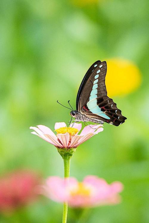 美丽的蝴蝶你知道多少