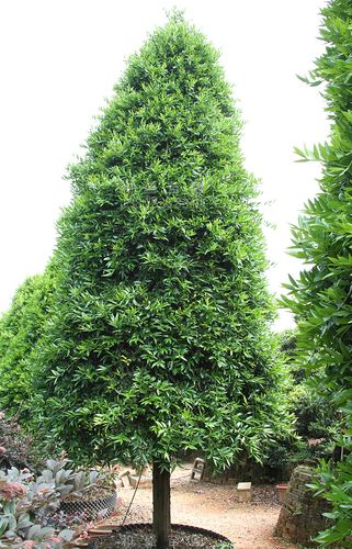 湖南苗圃竹柏绿化工程风景树四季常青绿化造型竹柏树