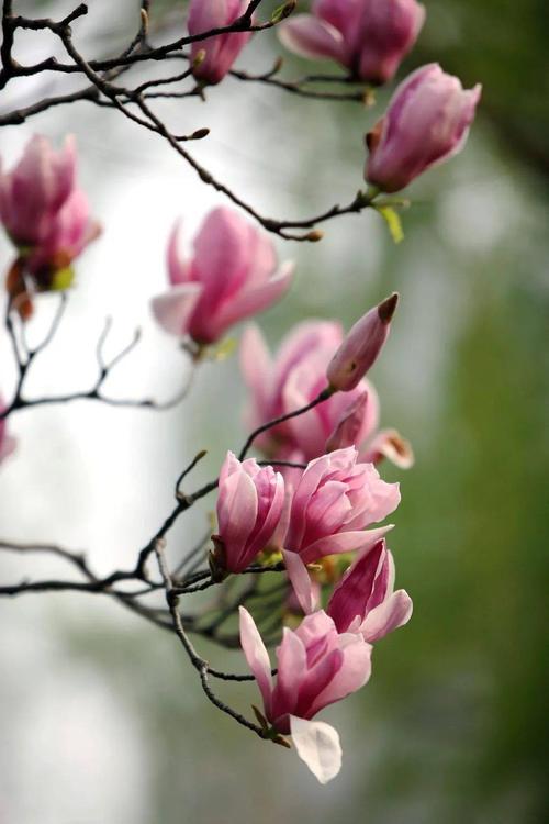 二乔玉兰和紫玉兰