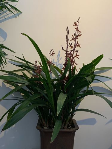 墨兰的花语是青春永驻,愿所有的朋友都似墨兰!