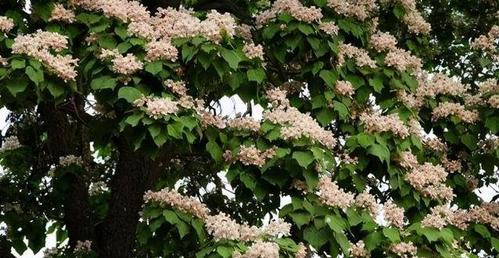 花楸树,适合在北方种植的珍贵树种
