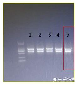 rendernotebook结果没有图rna质量检测结果分析