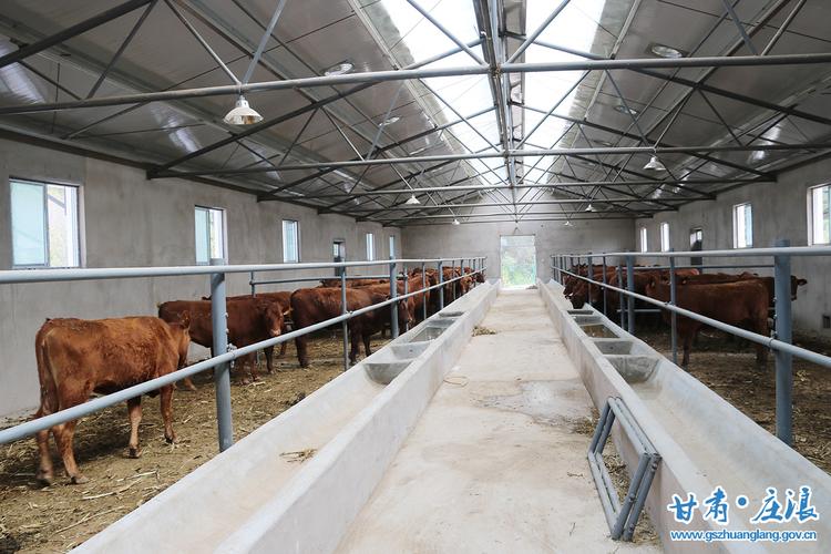 韩店刘咀澳大利亚纯种红安格斯基础母牛集中养殖场