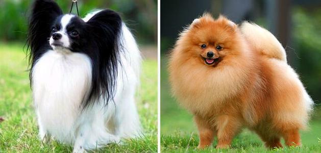 蝴蝶犬与博美犬,一样是玩具犬,为什么养前者的人数却