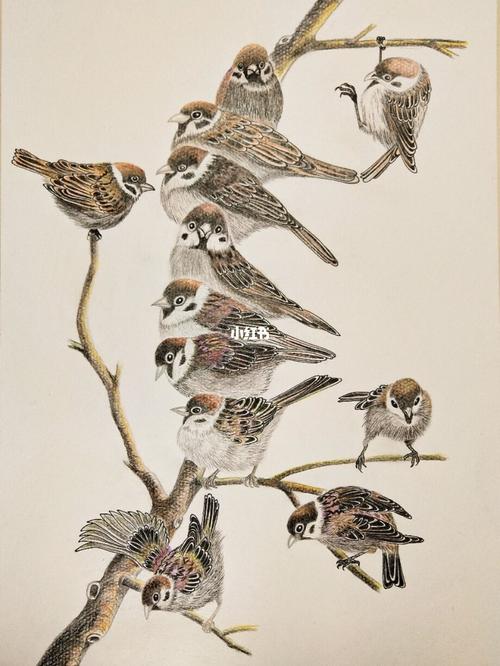 铅笔画~麻雀_铅笔画_文化_绘画