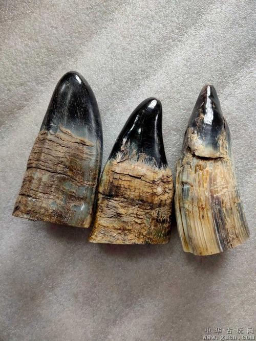 黄花梨木盒装御用牛角,角质纹理清晰,匹克老辣,保存完好,实物如图.