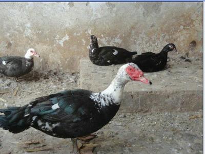 湖北省黄石市阳新县屯鸟 5-6斤 统货 全散养