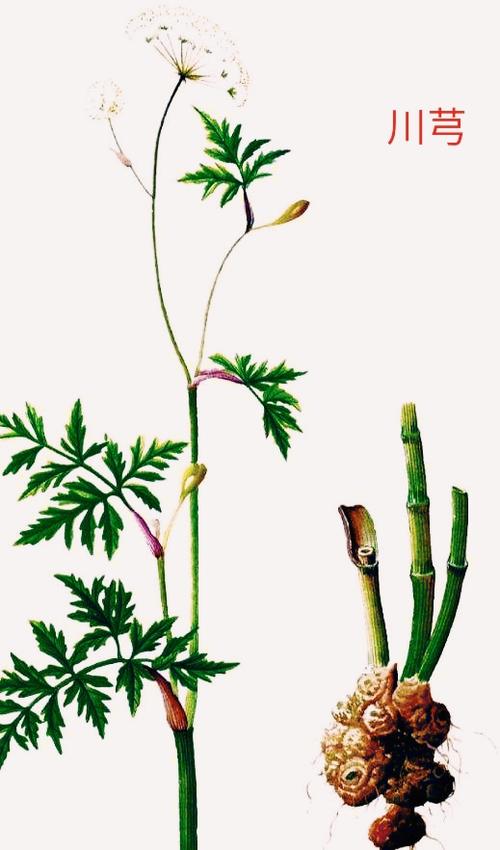 药用名称;川芎 别名;西芎,抚芑,为伞形科植物川芎的干燥根茎.
