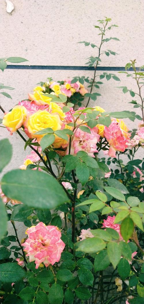 这个变色的月季是藤彩虹吗