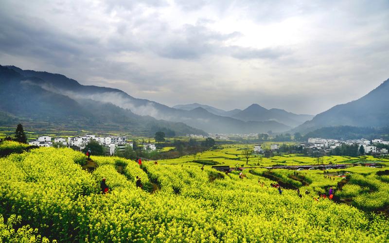 唯美油菜花春季风景桌面壁纸