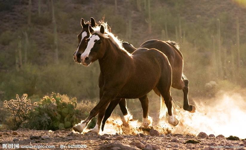 骏马图片