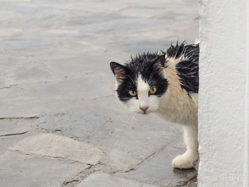 一只躲在墙角浑身湿透暗中观察的猫