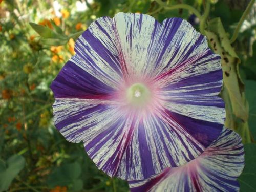 [转载]五颜六色的牵牛花