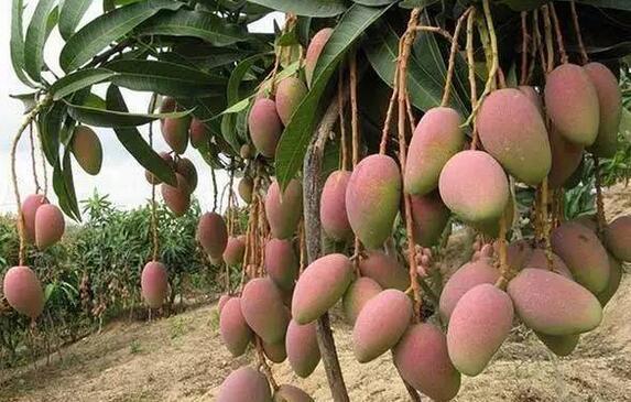 芒果新品种色靓价格高1个芒果售价高达20元