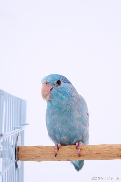 太平洋鹦哥是一种小鹦鹉,体羽主要是绿色,是典型的攀禽