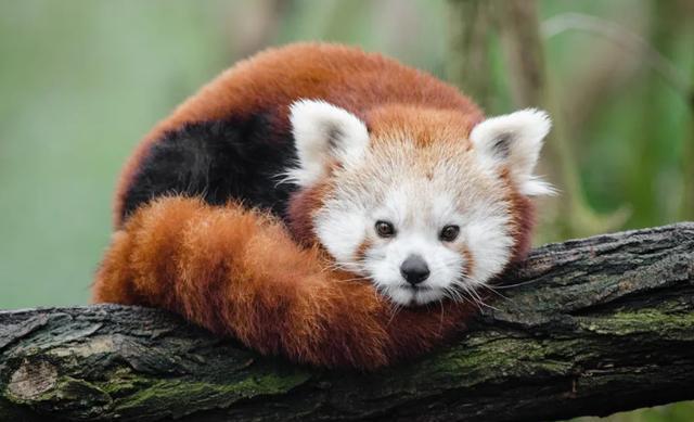 世界上最可爱的十种动物