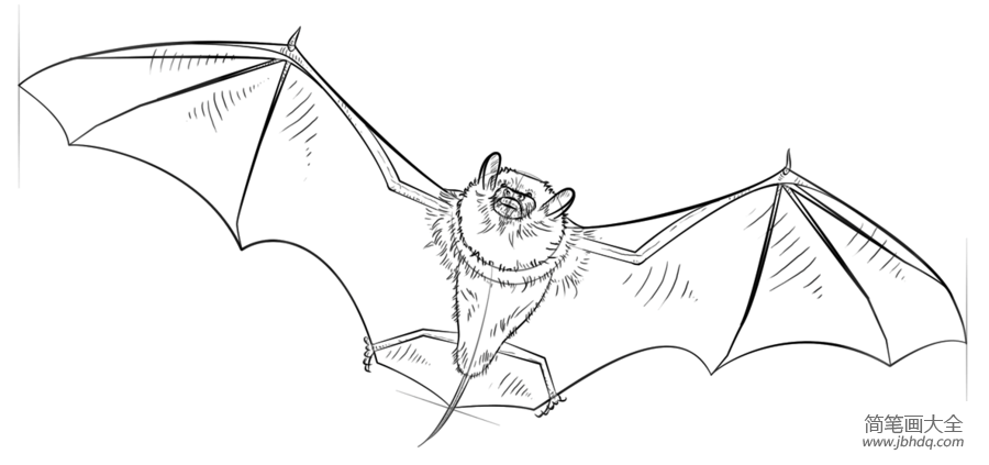 如何画蝙蝠侠如何画蝙蝠