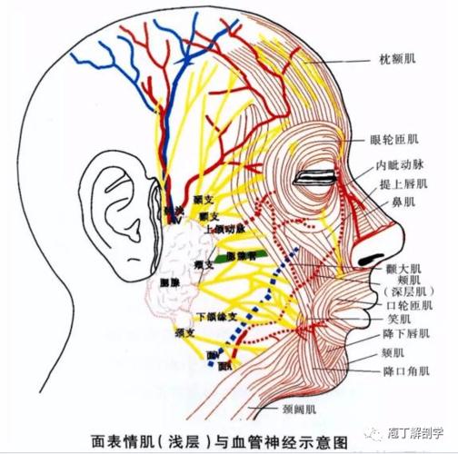 根据面神经的解剖学研究,结合针刀治疗实践提出针刀切断部分面神经/和