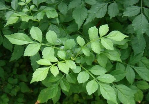 168牧卉 花卉种植 凌霄叶子图片