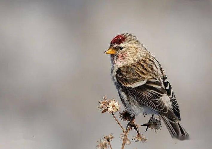 欲说还休的苏雀