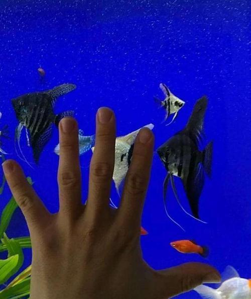 原创新手养殖燕鱼, 可以从这些品种着手!