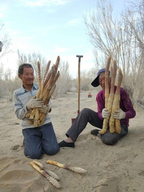 肉苁蓉俗称沙漠人参,是您孝敬老人,馈赠亲朋好友的不二选择!