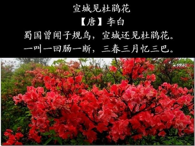 《宣城见杜鹃花》原文翻译及赏析