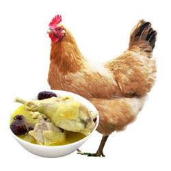 新鲜土鸡 杀前约3斤 生鲜 当天现杀跑步鸡柴鸡肉 原粮喂养2年老母鸡 *