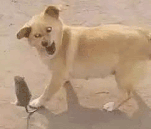狗子抓老鼠_狗子_老鼠表情