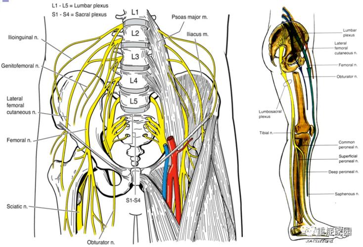 手术必备神经解剖及分布走形图谱,推荐收藏随时查看!