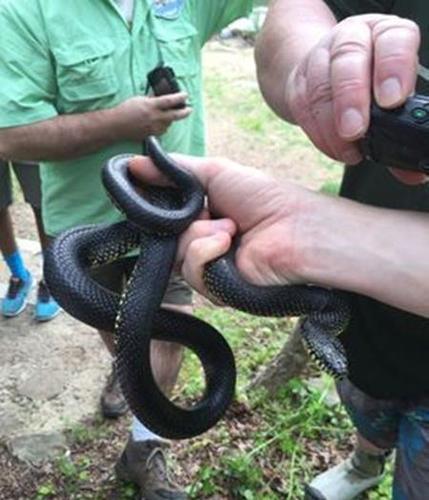 因为这种蛇看起来吓人,但却是无毒的蛇,叫做黑王蛇