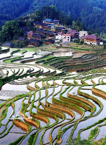 广西融水:甲堤梯田美如画