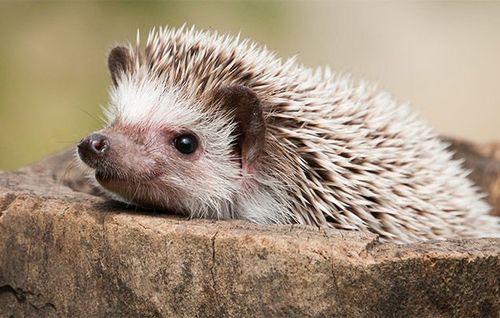 porcupine 豪猪与 hedgehog 刺猬有什么区别?