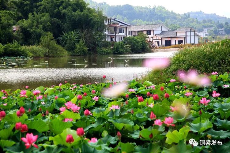 全市首批!铜梁这个村入选市级示范村