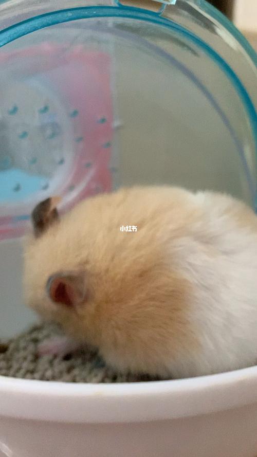 它在尿窝干嘛_金丝熊_宠物_宠物其他