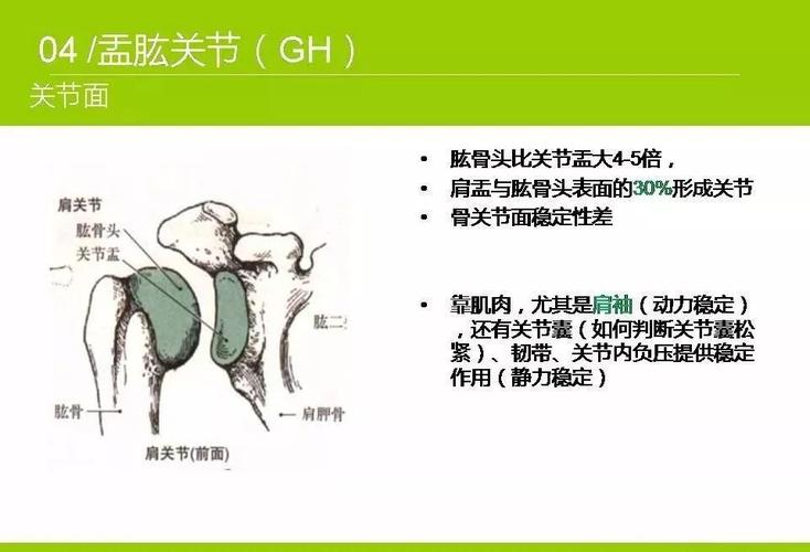 肩关节功能解剖展示,值得一看