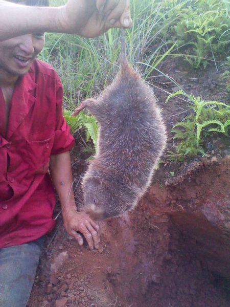 最大的老鼠有多大叫什么名!十八斤左右就是不知道叫什么老鼠