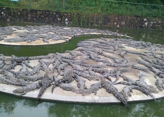 中国鳄鱼湖旅游景点攻略图
