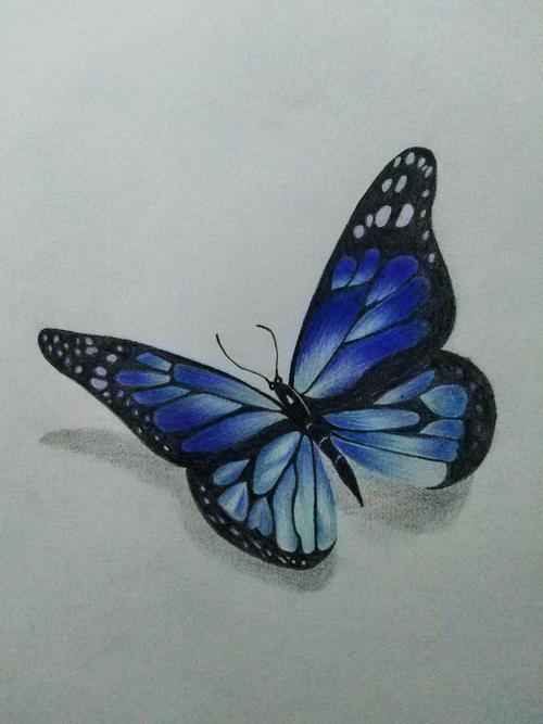 蝴蝶,蓝蝴蝶,the blue butterfly.