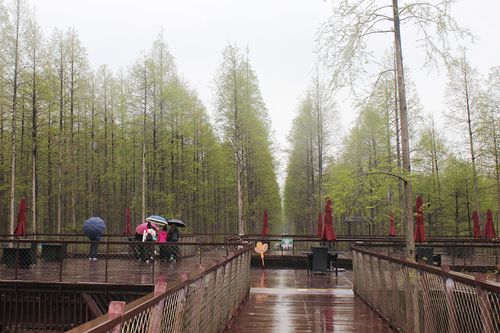 黄海森林公园"空中栈道"