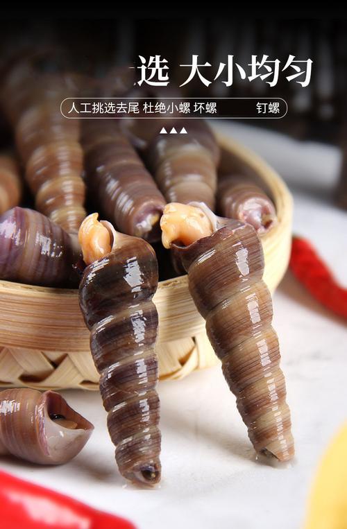 人工去尾钉螺鲜活新鲜大个海鲜水产海螺丝锥螺长螺麻辣辣炒钉螺