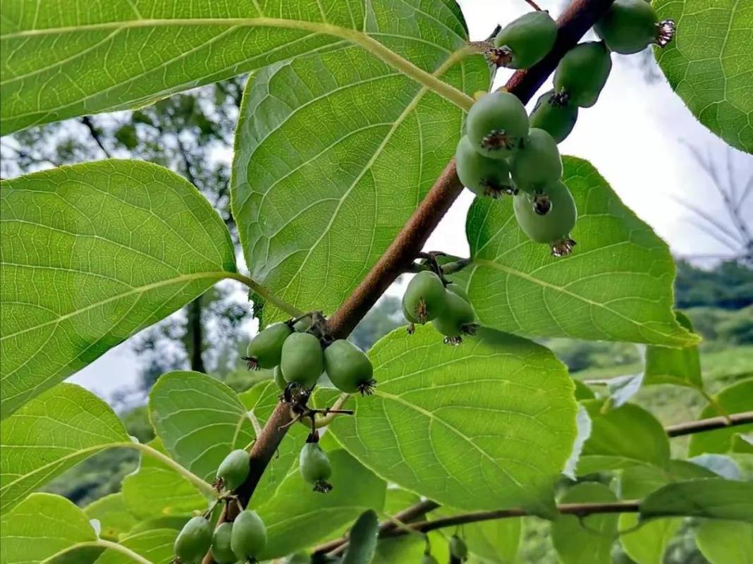 (安康软枣猕猴桃种植基地)小果子,大市场,软枣猕猴桃
