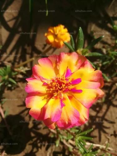 这5种植物一年四季都开花养一盆都让人羡慕