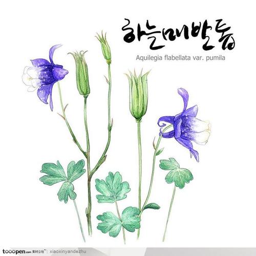 手绘花朵-紫花地丁图片素材下载,现在加入素材公社即可参与传素材送