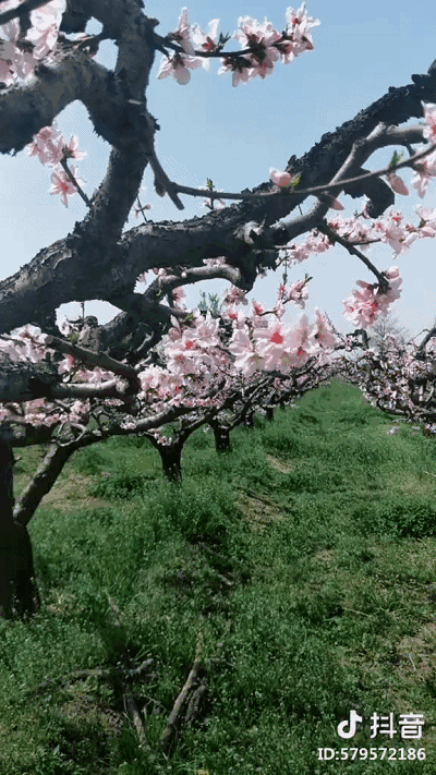 400_711竖版 竖屏gif 动态图 动图