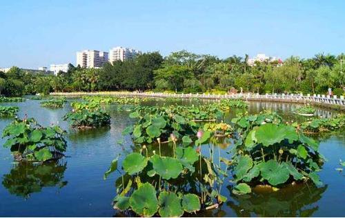 美丽的东湖公园作文400字-写景