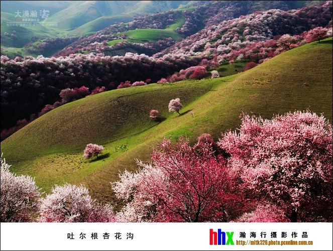 吐尔根杏花沟